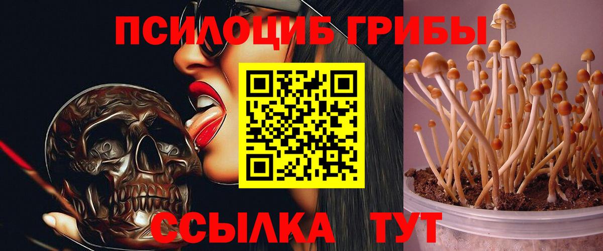 Псилоцибиновые грибы Cubensis Трёхгорный
